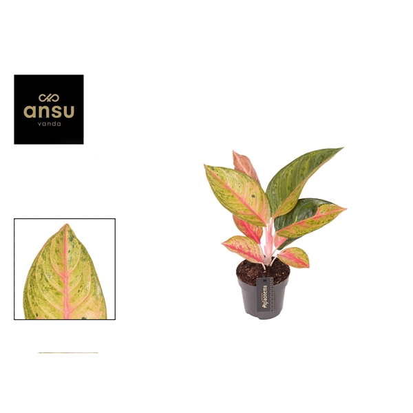 <h4>Aglaonema Gala Red</h4>