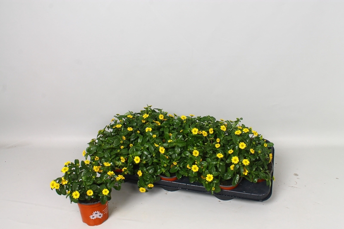 <h4>SANV YELLOW BEAUTY</h4>