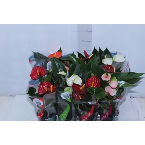 ANTHURIUM VARIADO P09