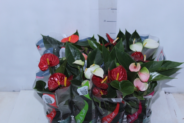<h4>ANTHURIUM VARIADO P09</h4>