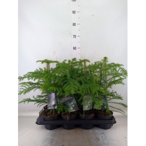 Araucaria heterophylla