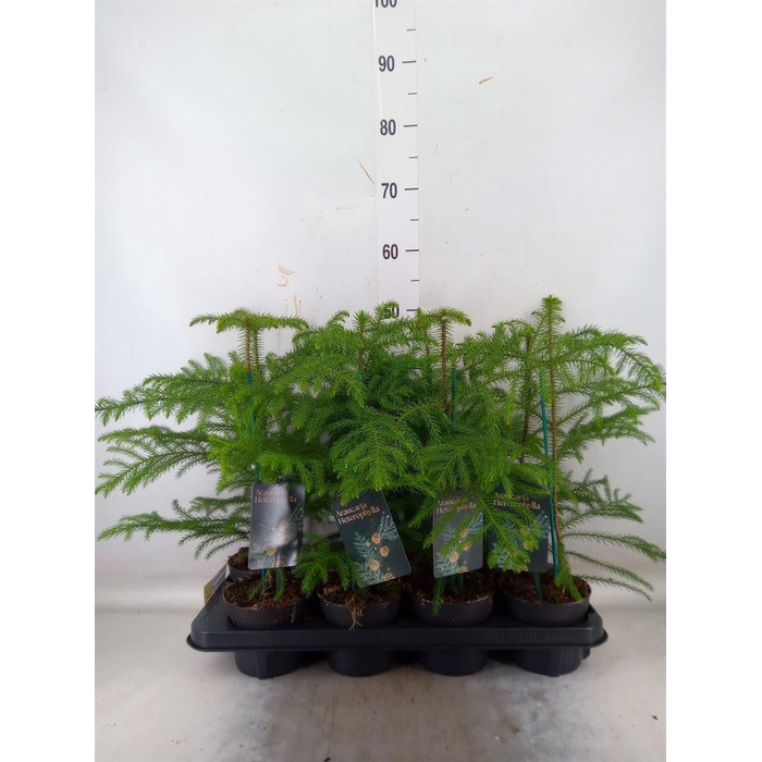 <h4>Araucaria heterophylla</h4>