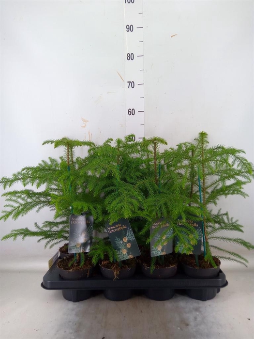 Araucaria heterophylla