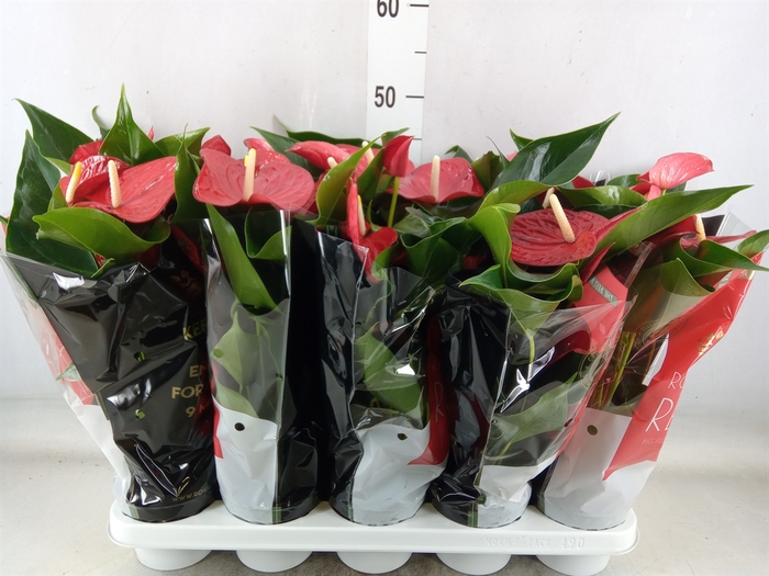 <h4>Anthurium andr. 'Querida'</h4>