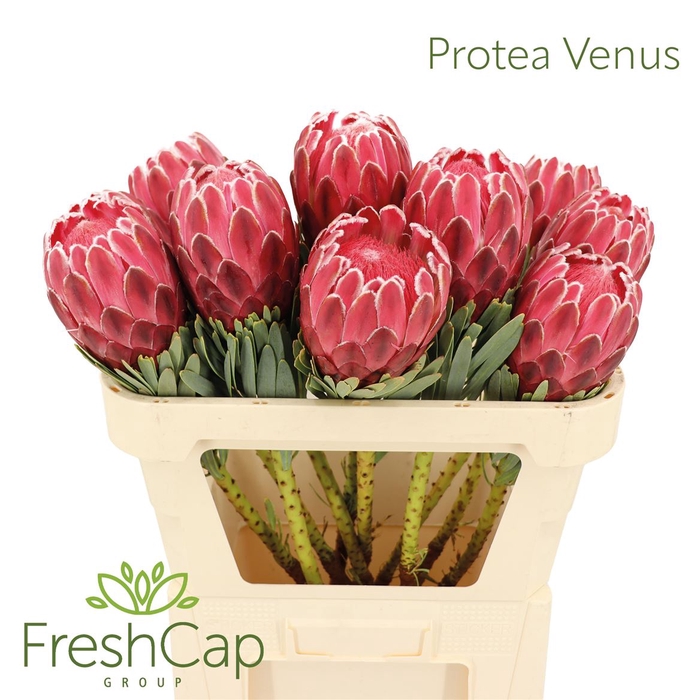 <h4>Protea Venus</h4>