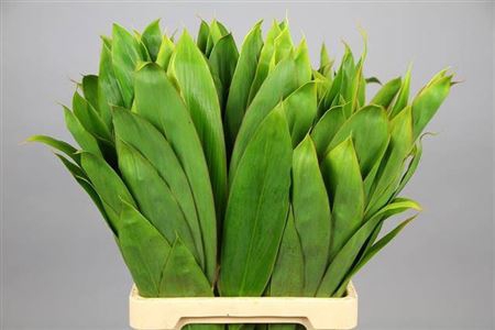 <h4>Cordyline Green Tie</h4>