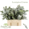 Eucalyptus Cinerea