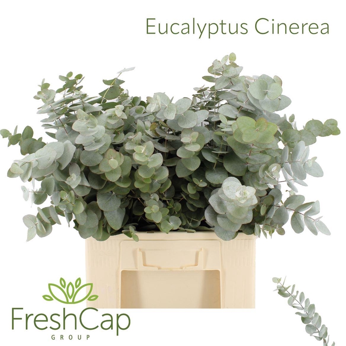 Eucalyptus Cinerea