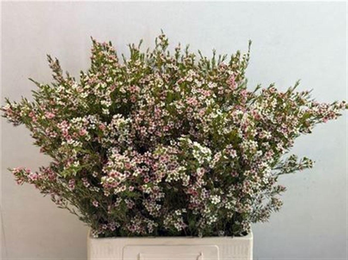 <h4>CHAME UN MY SWEET 16</h4>