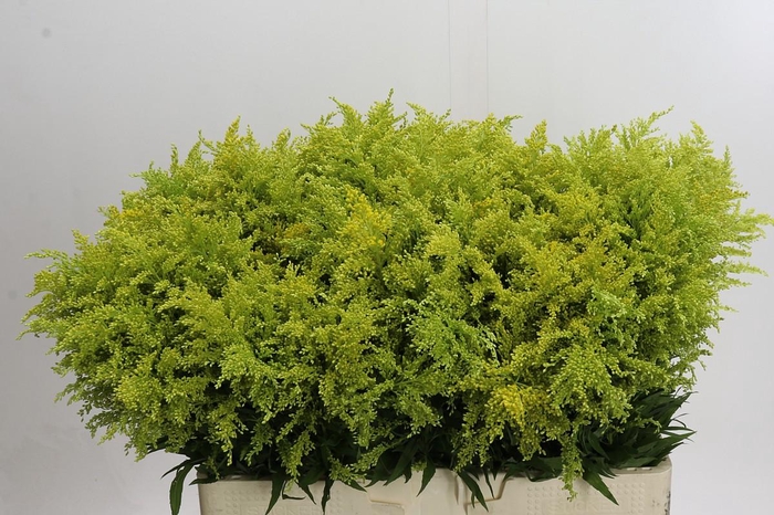 <h4>Solidago Tara Gold</h4>