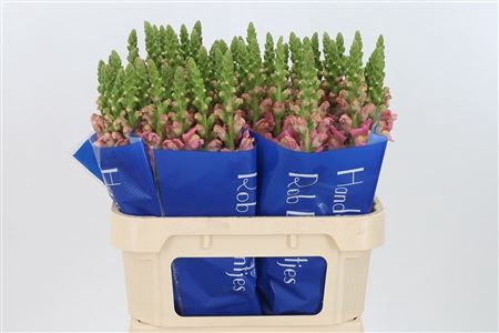 <h4>Antir Antibes Pink</h4>
