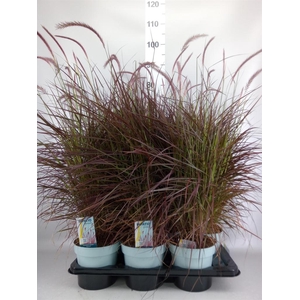 Pennisetum advena 'Rubrum'