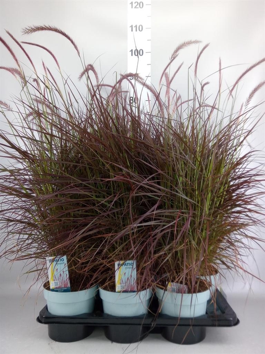 <h4>Pennisetum advena 'Rubrum'</h4>