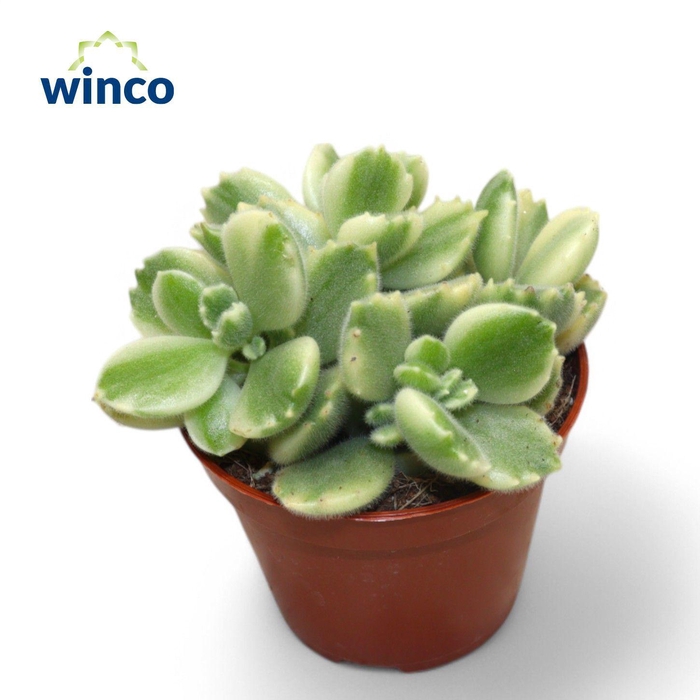 <h4>Cotyledon Ladysmithiensis Variegata</h4>