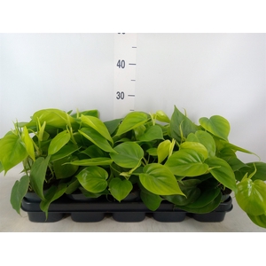 Philodendron scand.
