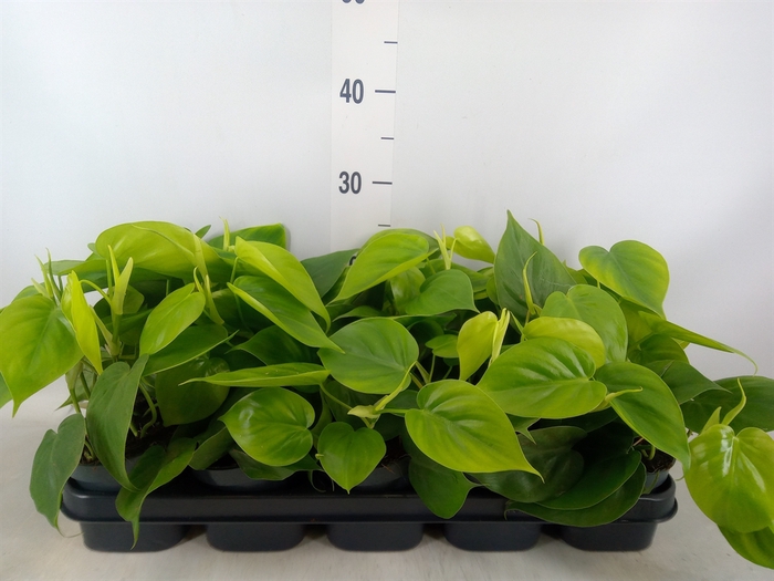 <h4>Philodendron scand.</h4>