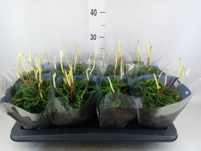 <h4>Peperomia caperata 'Lilian'</h4>