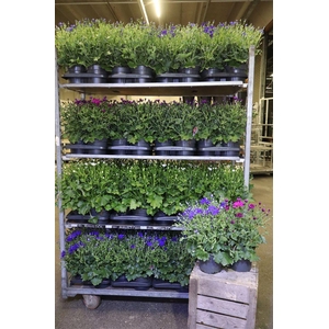 Senec Gem Mixk 1 Kleur Per Tray