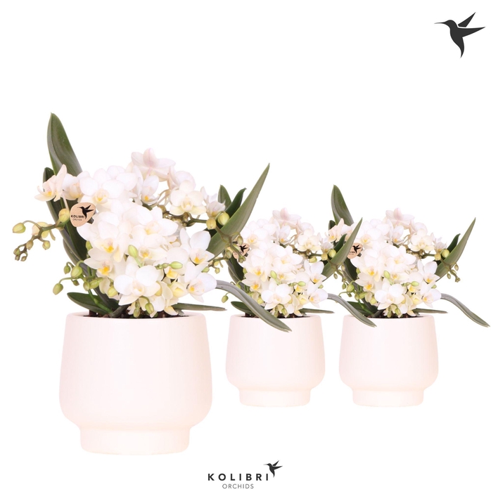<h4>Kolibri Orchids Phalaenopsis Nazare 4 spike in Scandic pot white</h4>