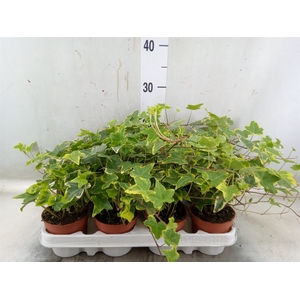 Hedera helix 'Goldchild'