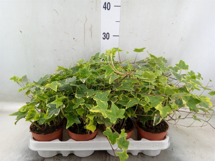 <h4>Hedera helix 'Goldchild'</h4>
