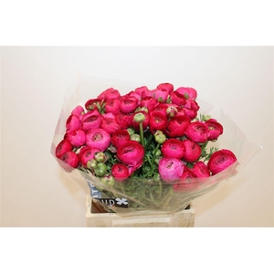 Ran Cloni Ex Fuchia 560 Ic