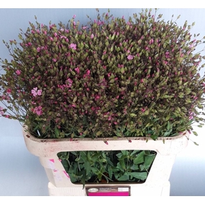 SAPONARIA OV