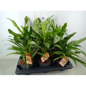 Aglaonema   ...mix