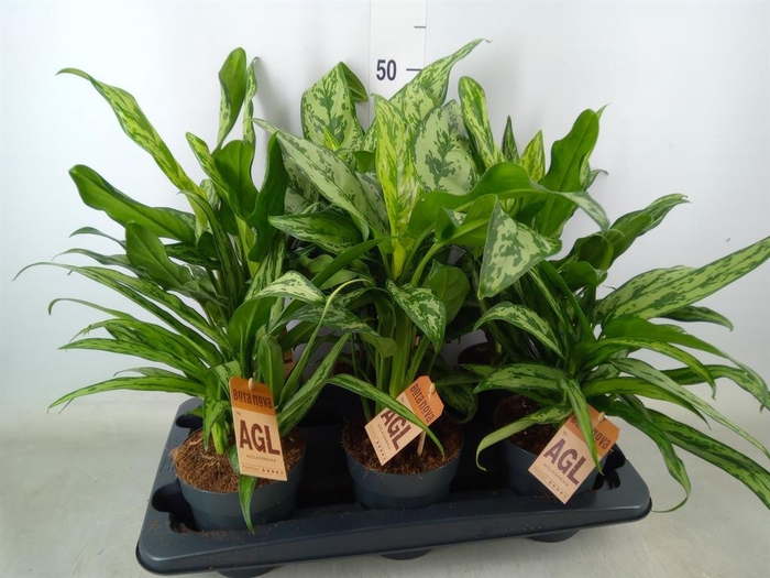 <h4>Aglaonema   ...mix</h4>