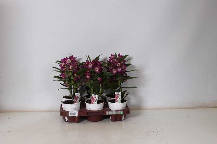 <h4>DEND NOBILE</h4>