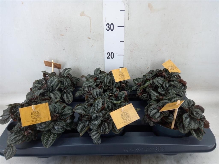 <h4>Pilea  'Norfolk'</h4>