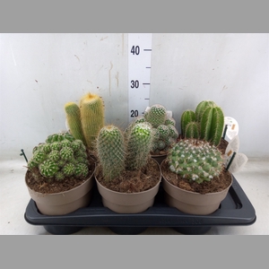 Cactus   ...mix