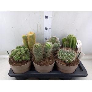 Cactus   ...mix