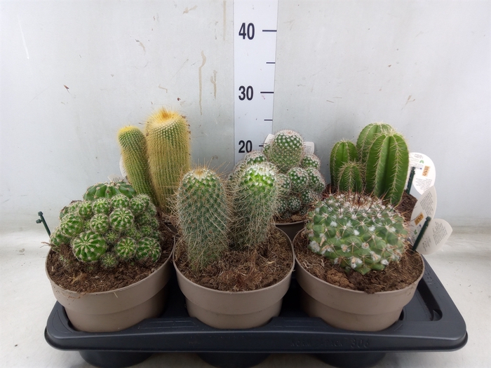 <h4>Cactus   ...mix</h4>