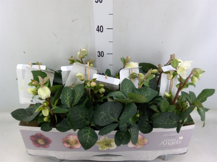 <h4>Helleborus  'Fkiss Mollys White'</h4>