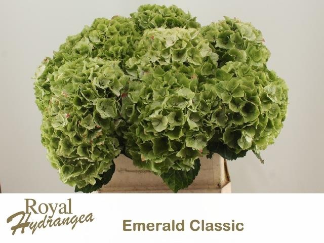 <h4>HYDR M MAG EMERAL CL</h4>