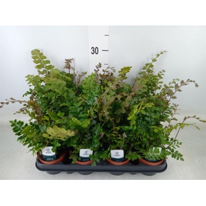 Didymochlaena truncatula