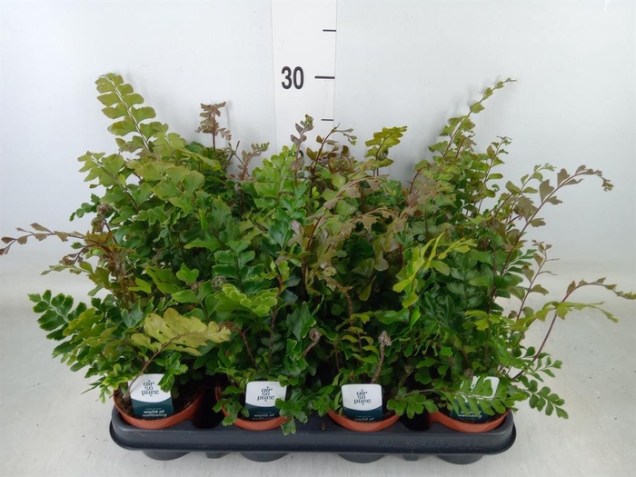 <h4>Didymochlaena truncatula</h4>