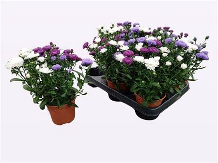 Aster Nb Victori Gem