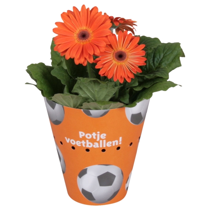 <h4>Gerbera gemengd 2+bl. 12cm in voetbalpotcover oranje</h4>