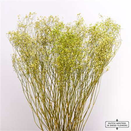 Dried Gyps Green Extra Bunch