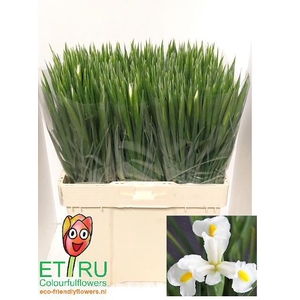 IRIS WHITE MAGIC