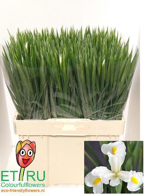 <h4>IRIS WHITE MAGIC</h4>