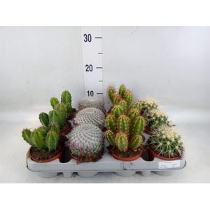 Cactus   ...mix
