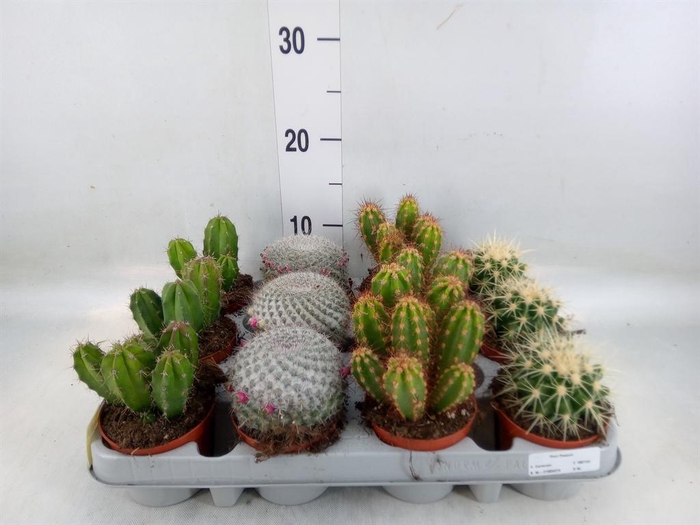 <h4>Cactus   ...mix</h4>