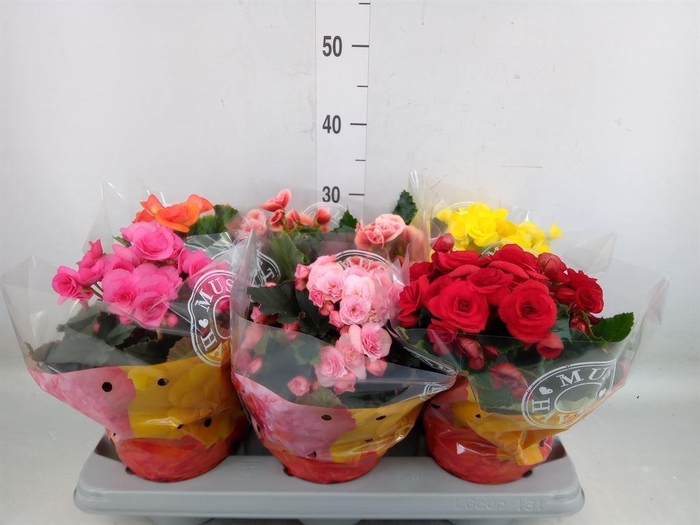 <h4>Begonia elat. DU   ...mix</h4>