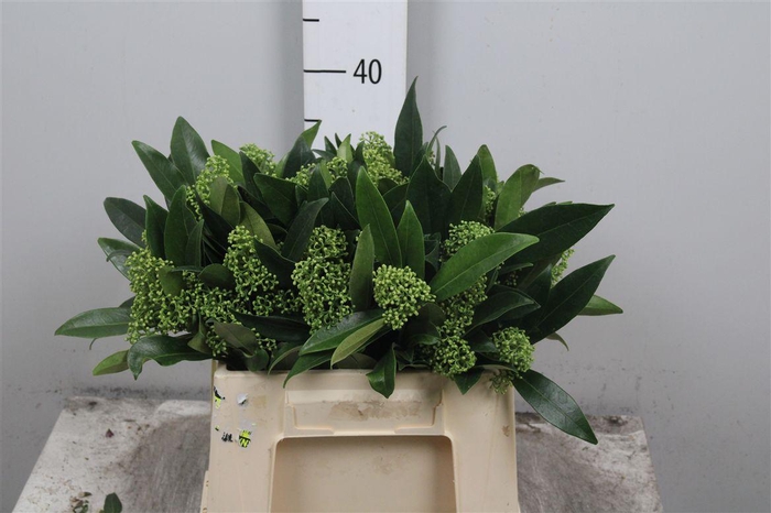 <h4>Skim C Kew Green Bs</h4>