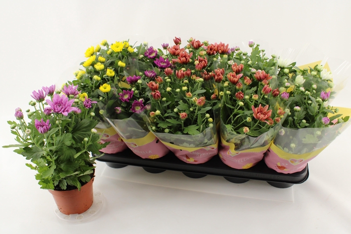 <h4>CHRYS GEVULDBL GEM</h4>