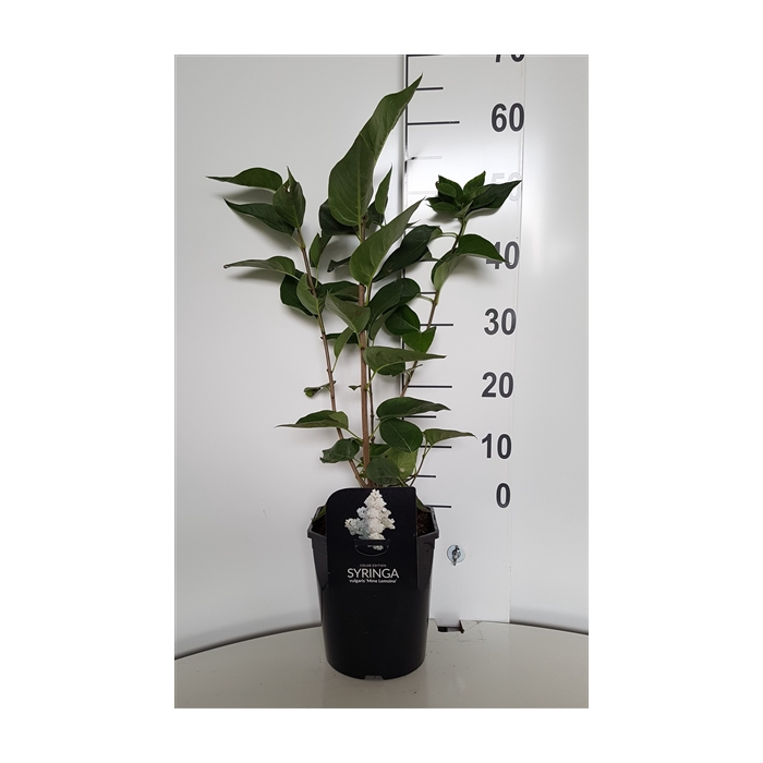 <h4>Syringa vulgaris Mme. Lemoine</h4>