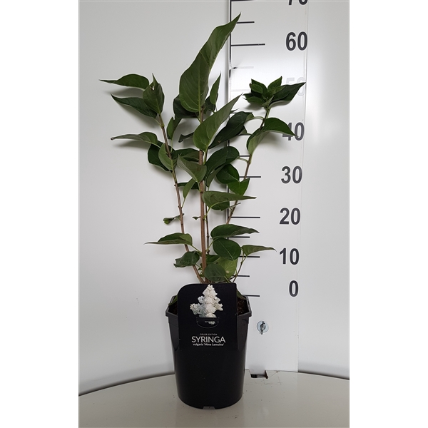 <h4>Syringa vulgaris Mme. Lemoine</h4>